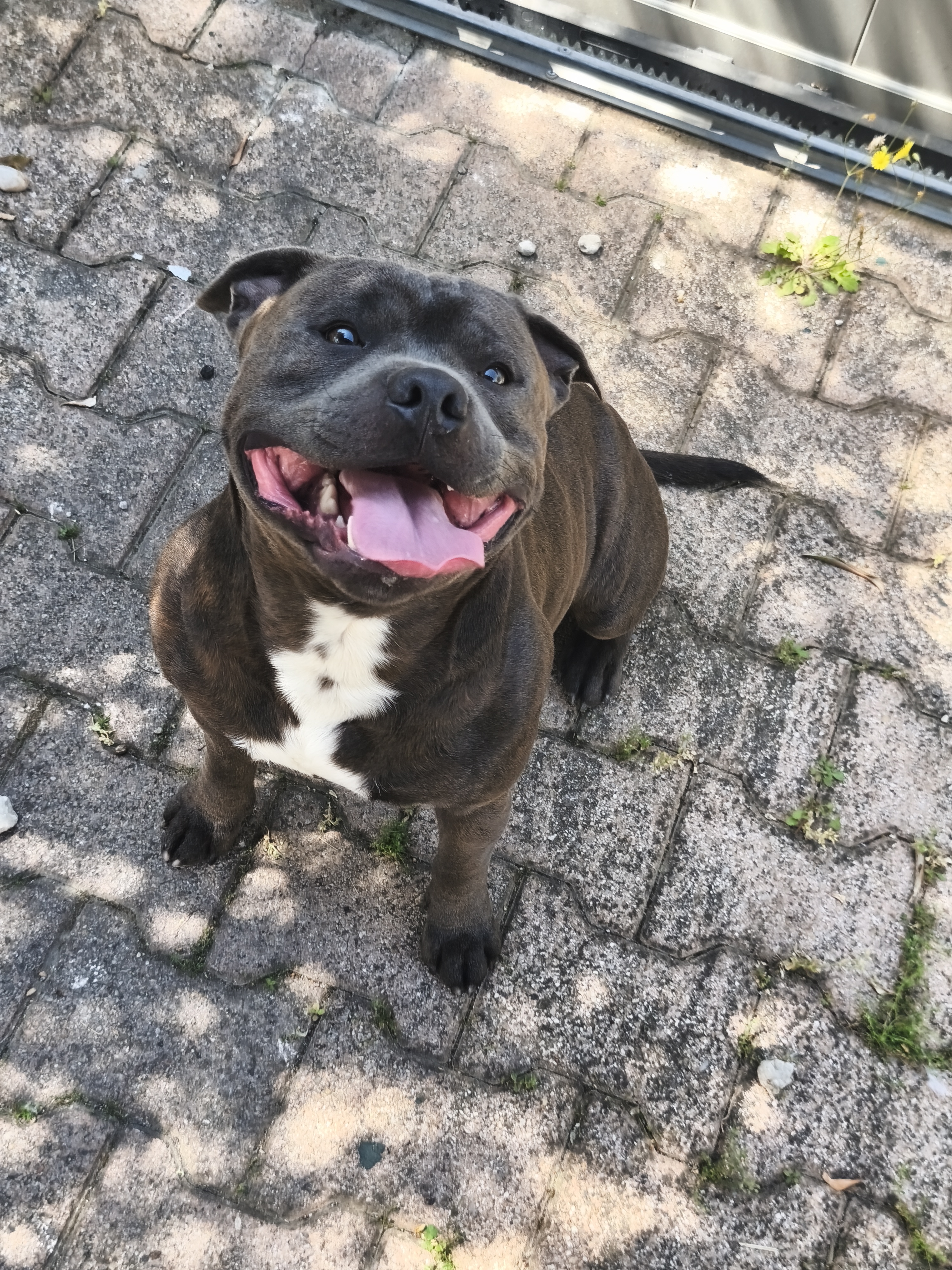 Staffie du Temple